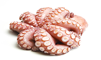Cephalopods